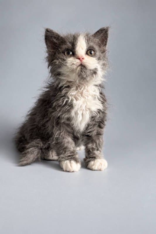Гермес, фотография 2