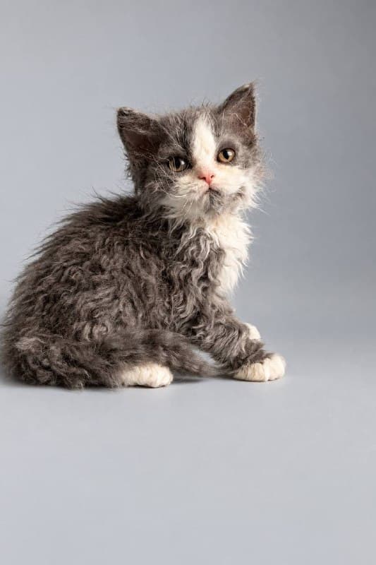 Гермес, фотография 6