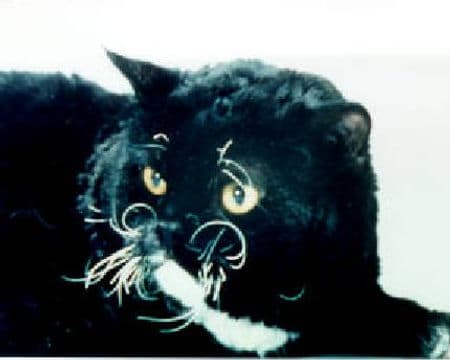 NoFace Oscar Kowalski — один из первых котов породы селкирк-рекс