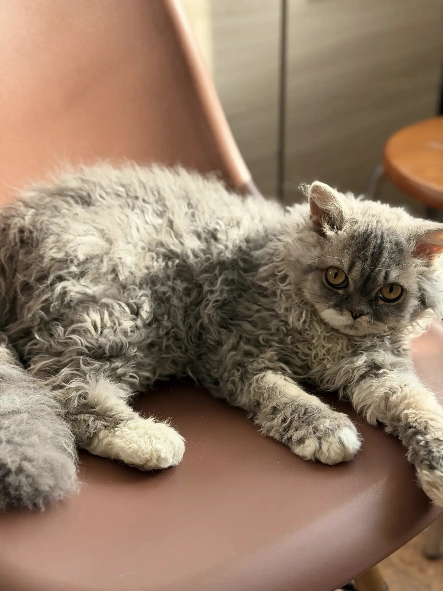 Фото: Бамблби — Argo’s Legend