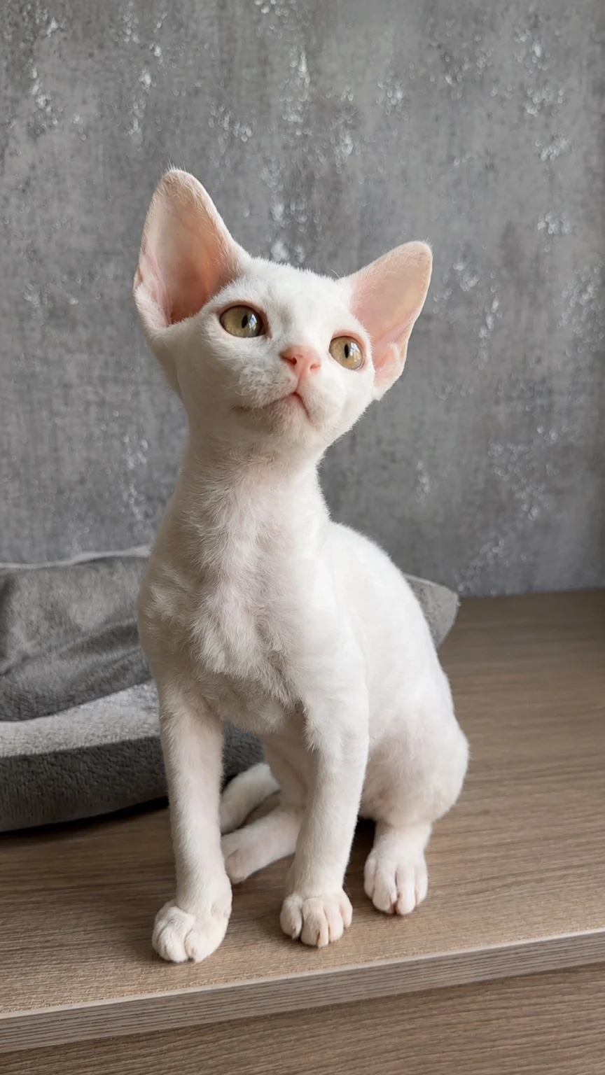 Котёнок Argo's Legend Houston