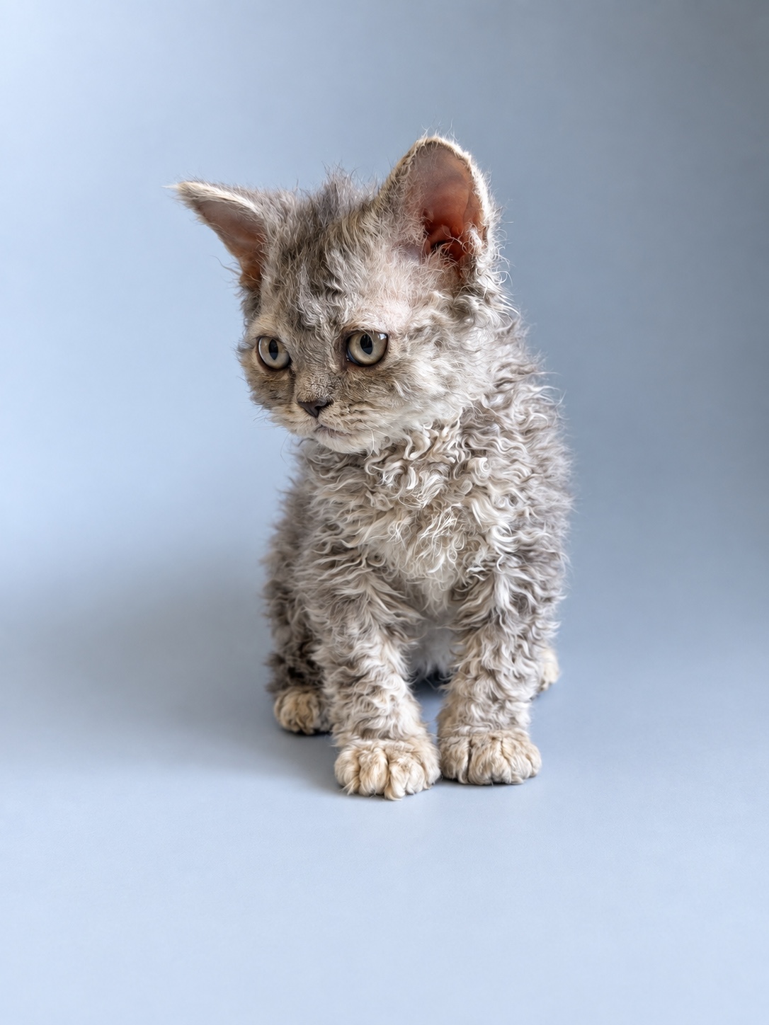 Котёнок Argo's Legend Gaia